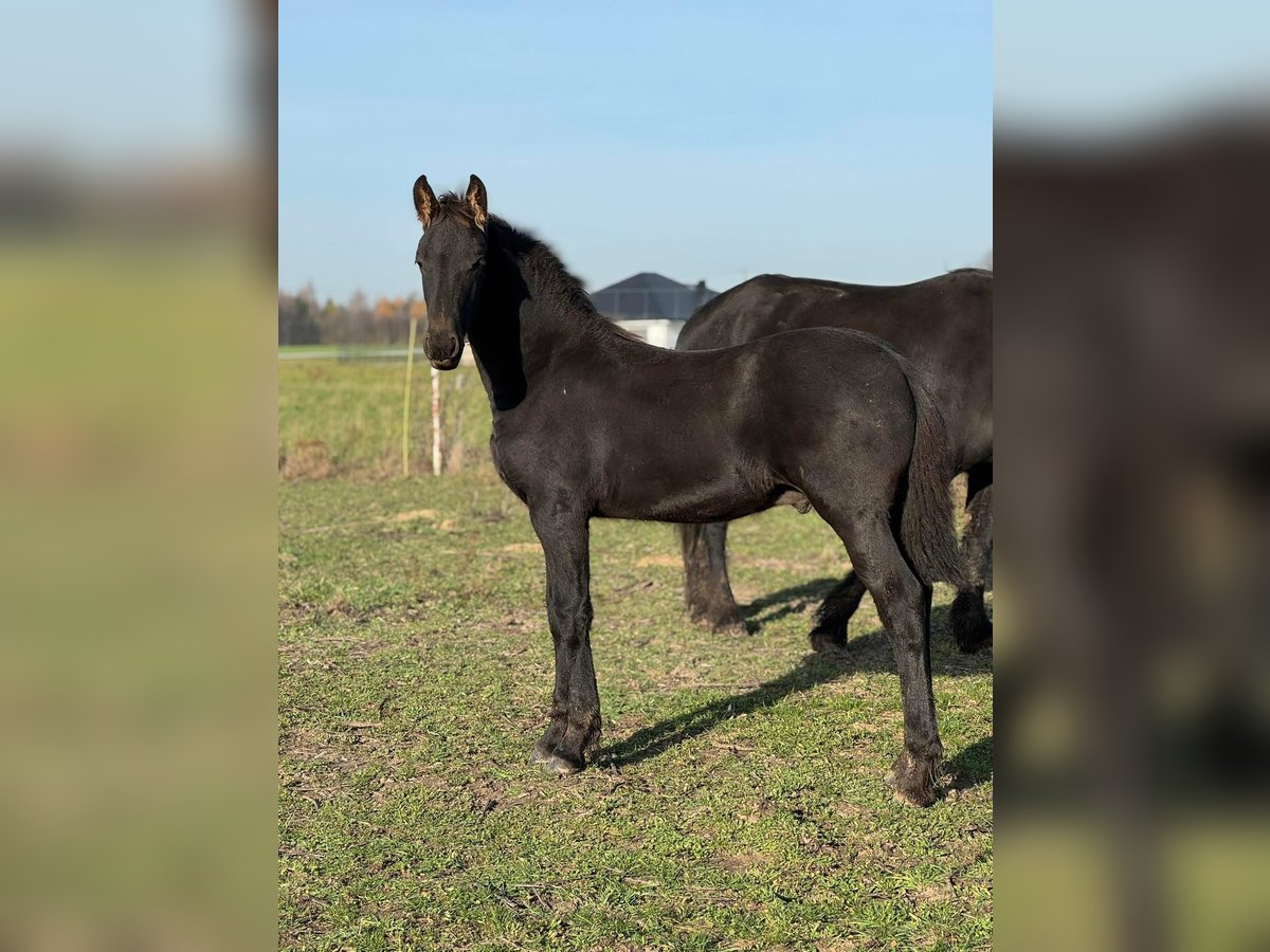 Frison Étalon Poulain (01/2025) 120 cm Noir in Nowe Miasto