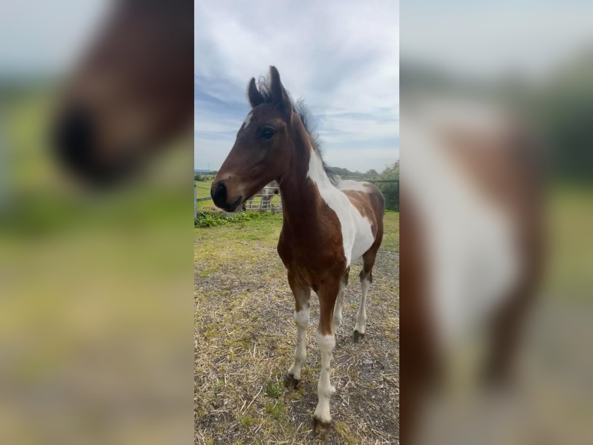 Frison Croisé Étalon Poulain (02/2024) 152 cm Tobiano-toutes couleurs in Cheshire