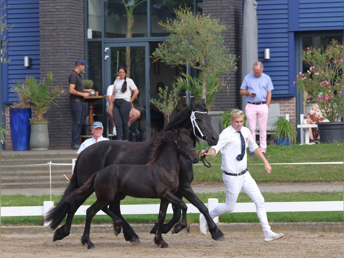 Frison Étalon Poulain (05/2024) 164 cm Noir in Kevelaer