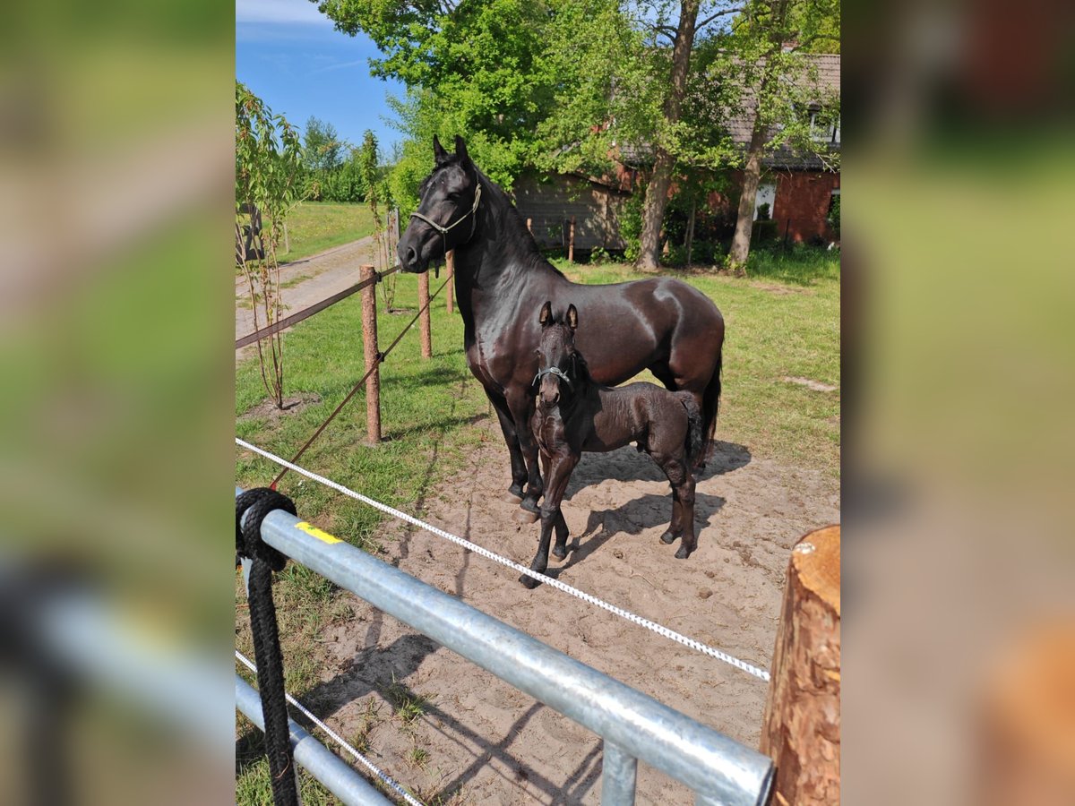 Frison Croisé Étalon  Noir in Saterland