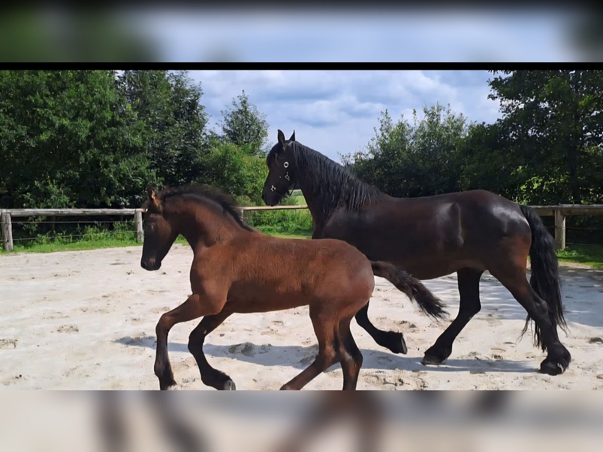 Frison Étalon Poulain (05/2025) Noir in KOPFING  im Innkreis