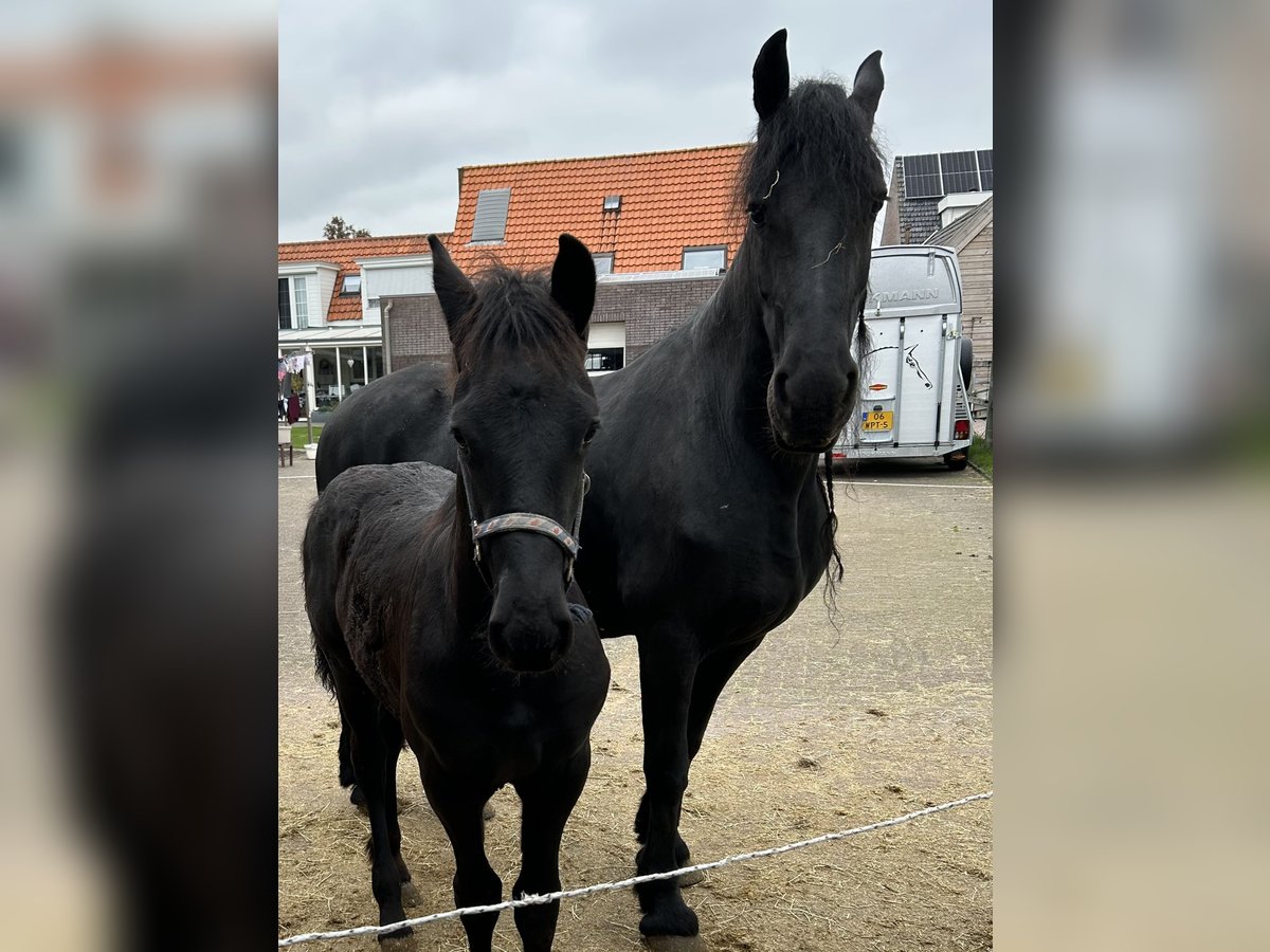 Frison Étalon Poulain (07/2025) Noir in Grijpskerke