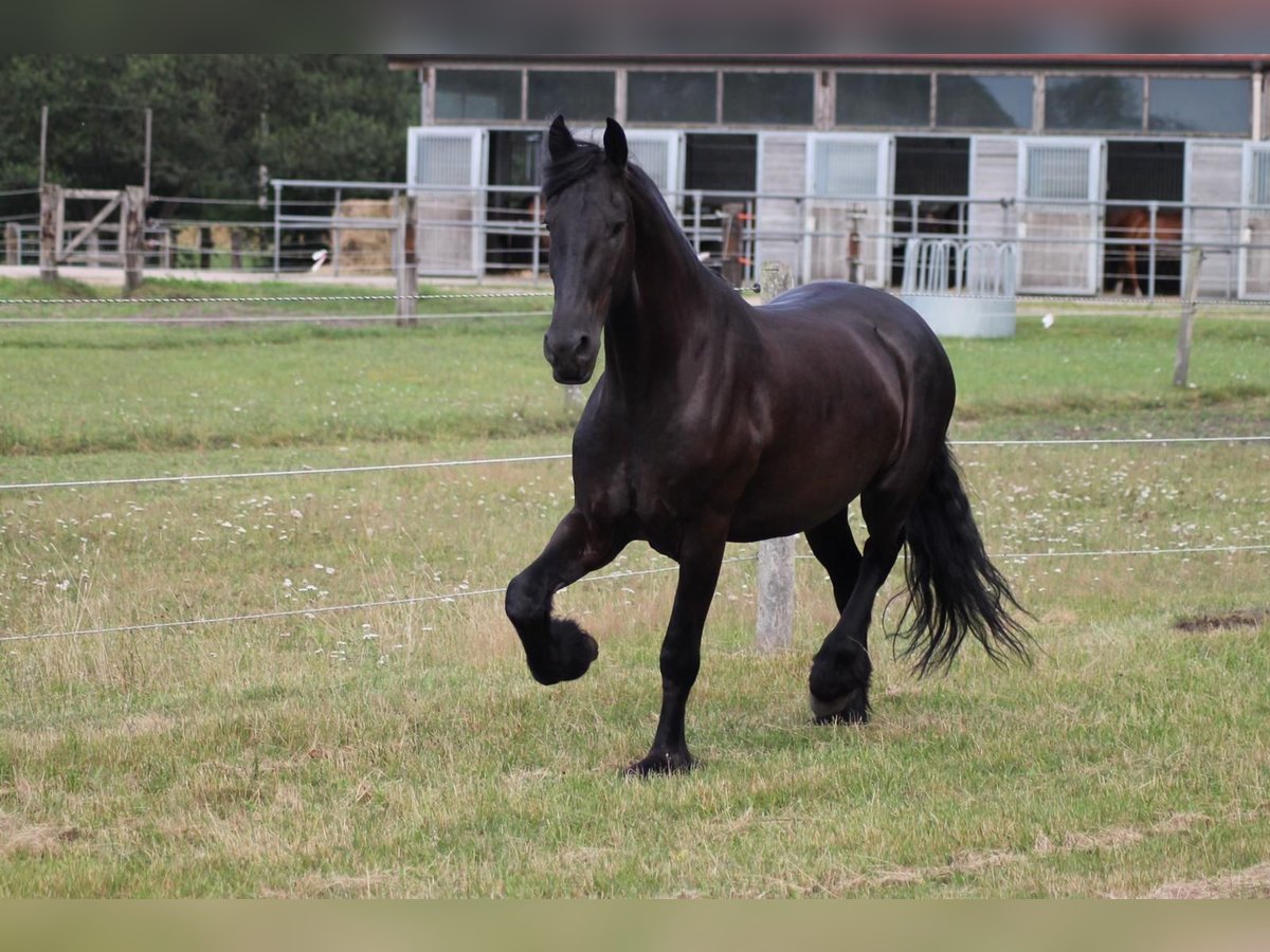 Frison Hongre 10 Ans 166 cm Noir in Vierh&#xF6;fen
