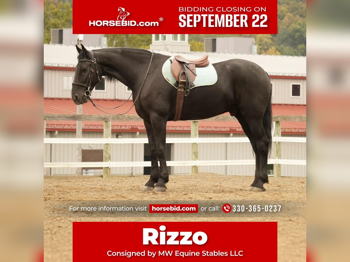Frison Croisé Hongre 10 Ans 170 cm Noir in Fresno