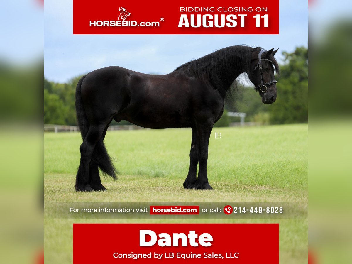 Frison Hongre 11 Ans 163 cm Noir in Terrell, TX