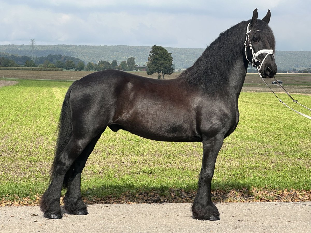 Frison Hongre 12 Ans 160 cm Noir in Riedlingen