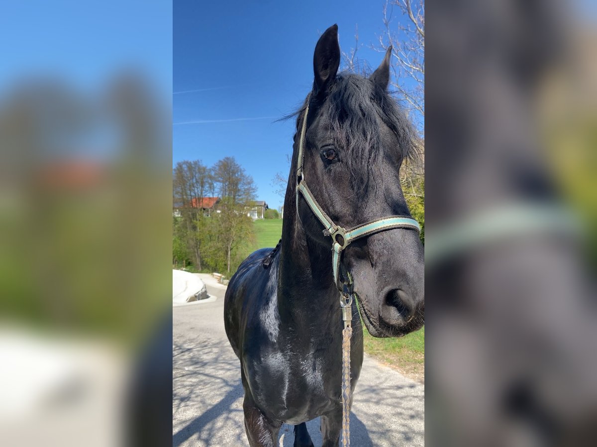 Frison Hongre 13 Ans 174 cm Noir in Kornberg