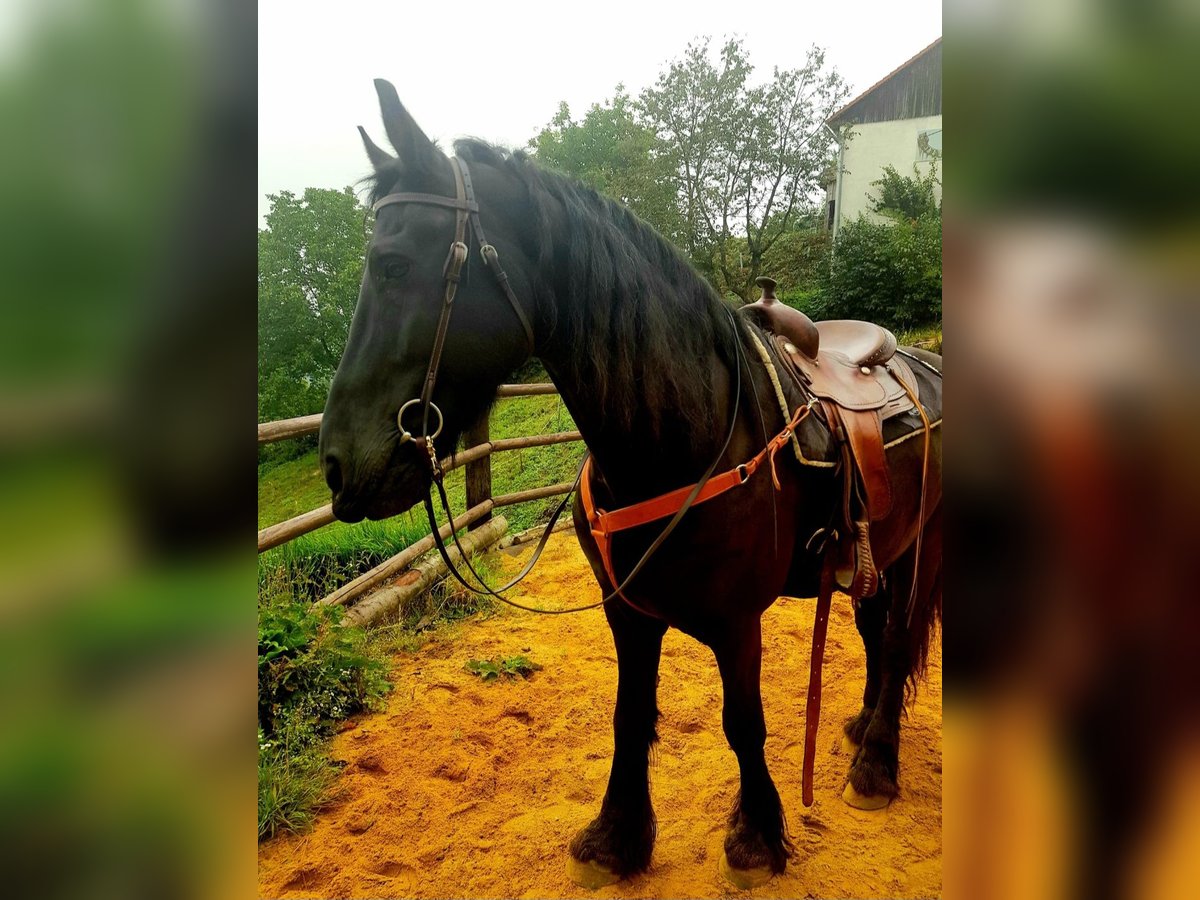 Frison Hongre 14 Ans 170 cm Bai brun foncé in Pierbach