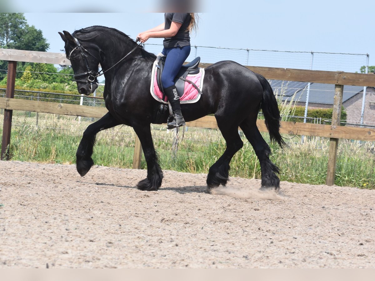 Frison Hongre 16 Ans 163 cm Noir in Achtmaal