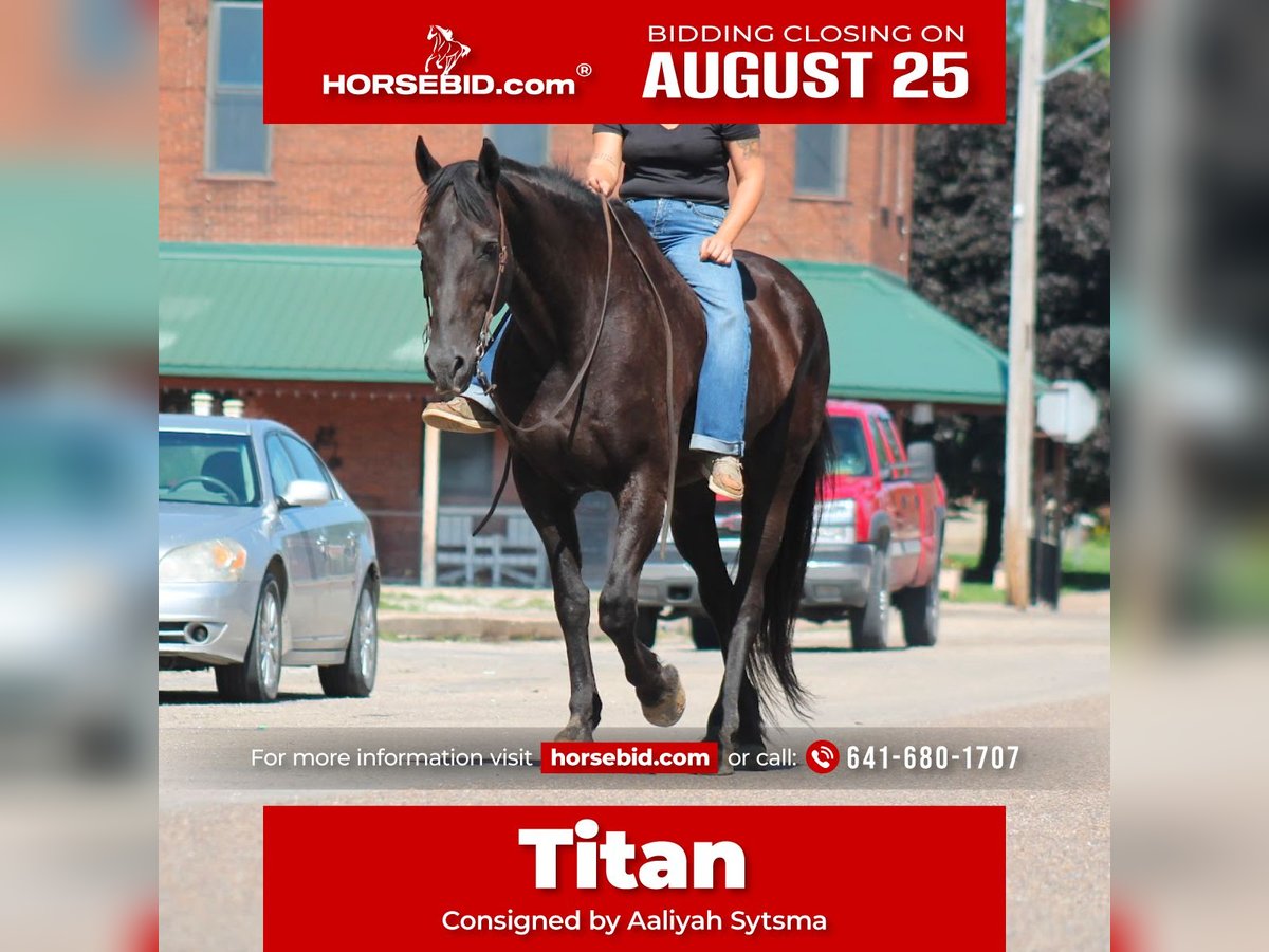 Frison Hongre 16 Ans 173 cm Noir in Plano