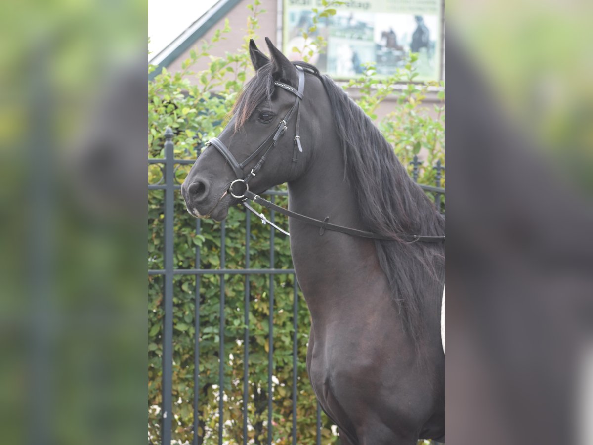 Frison Hongre 17 Ans 168 cm Noir in Achtmaal