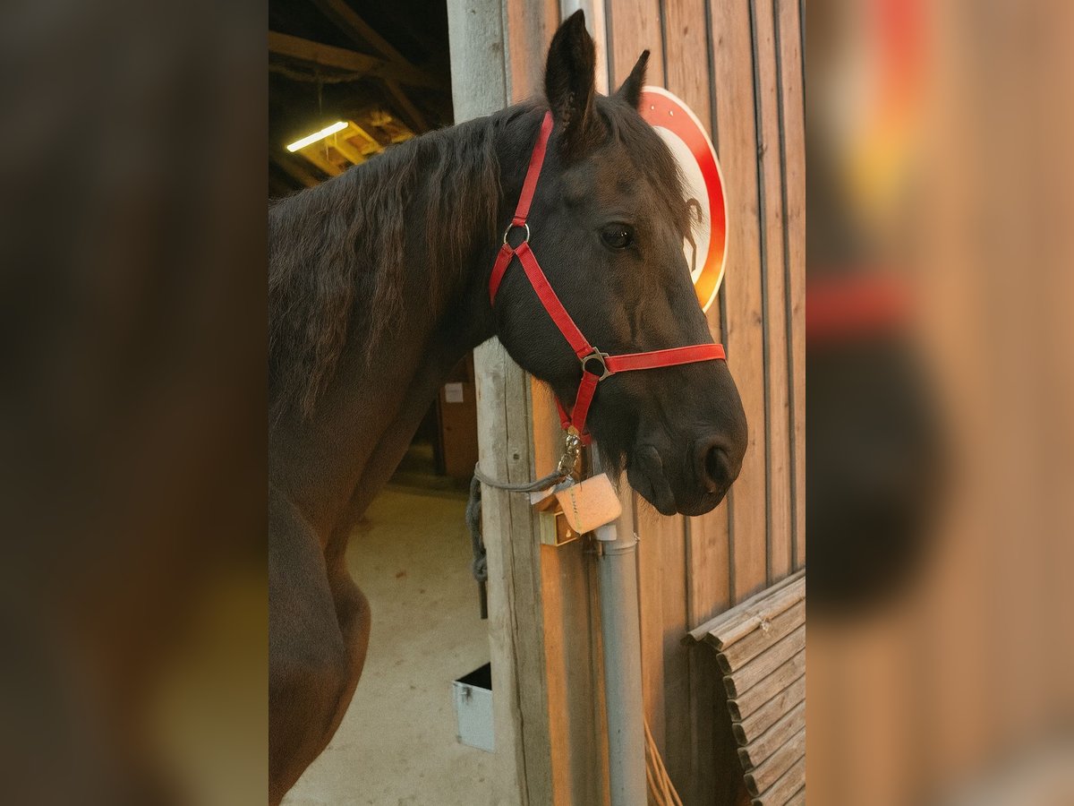 Frison Hongre 18 Ans 168 cm Noir in F&#xFC;rstenzell