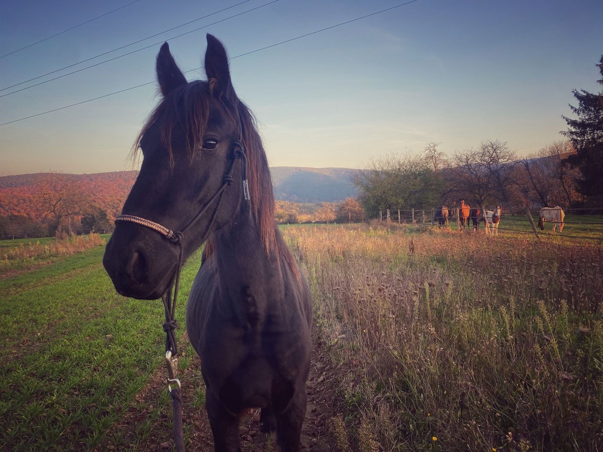 Frison Hongre 2 Ans 150 cm Noir in Niederhaslach