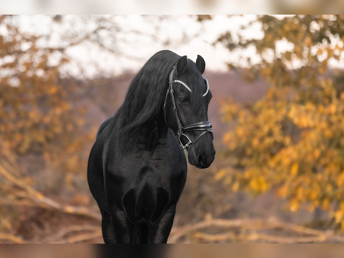 Frison Hongre 3 Ans 160 cm Noir in Galenberg