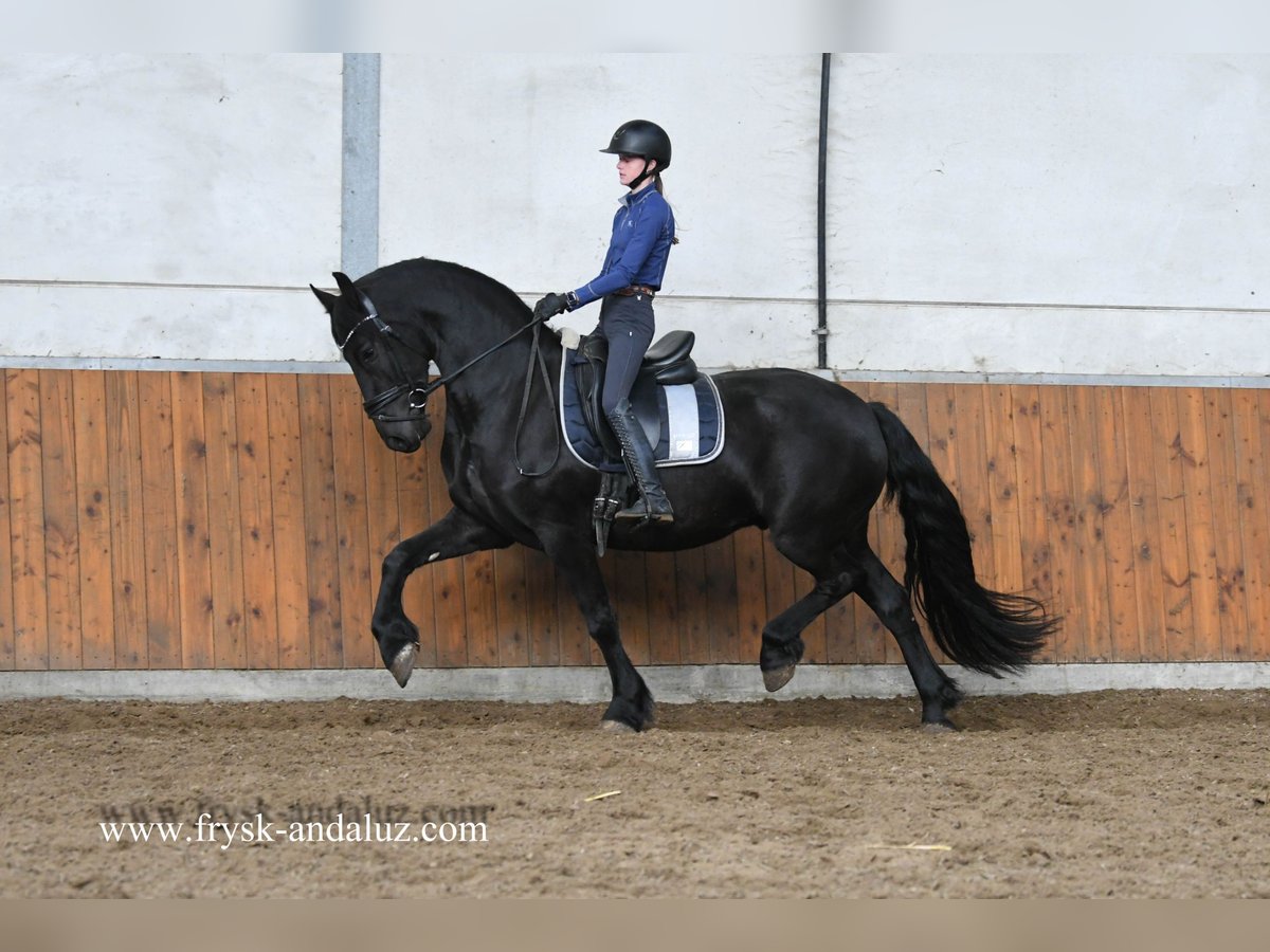 Frison Hongre 3 Ans 162 cm Noir in Mijnsheerenland