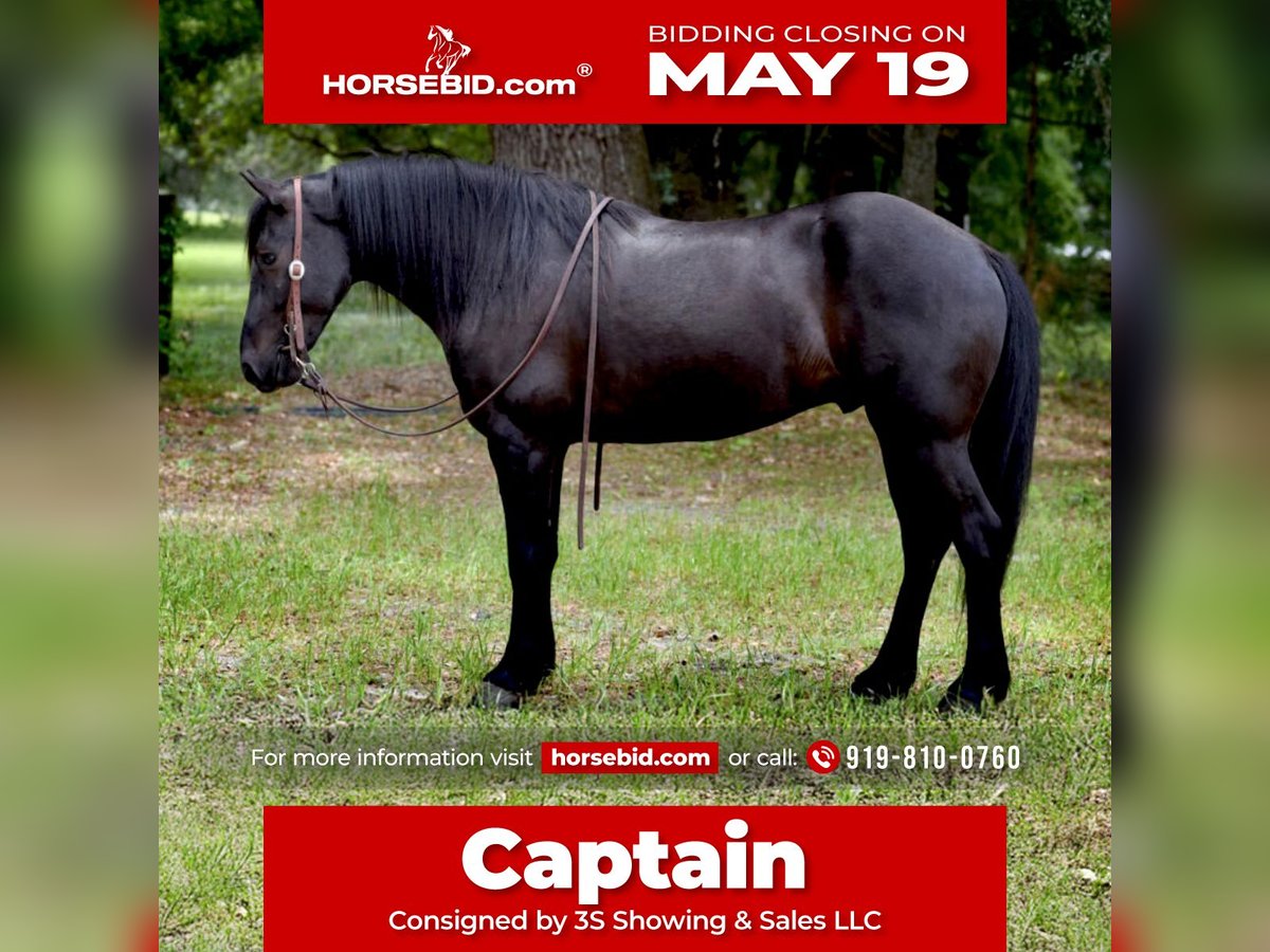 Frison Croisé Hongre 4 Ans 140 cm Noir in Ocala, FL