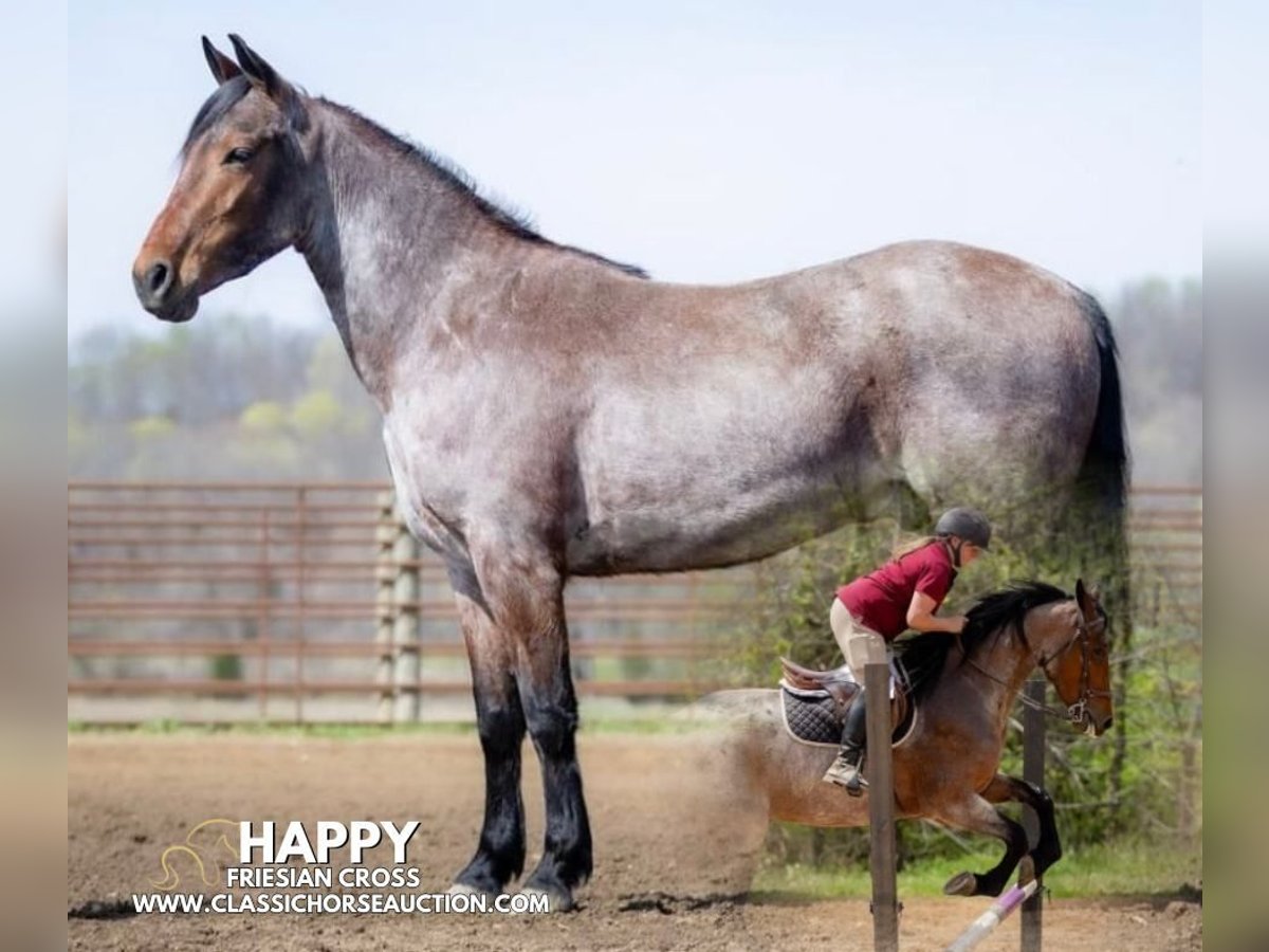 Frison Hongre 4 Ans 152 cm Bai cerise in Auburn, KY
