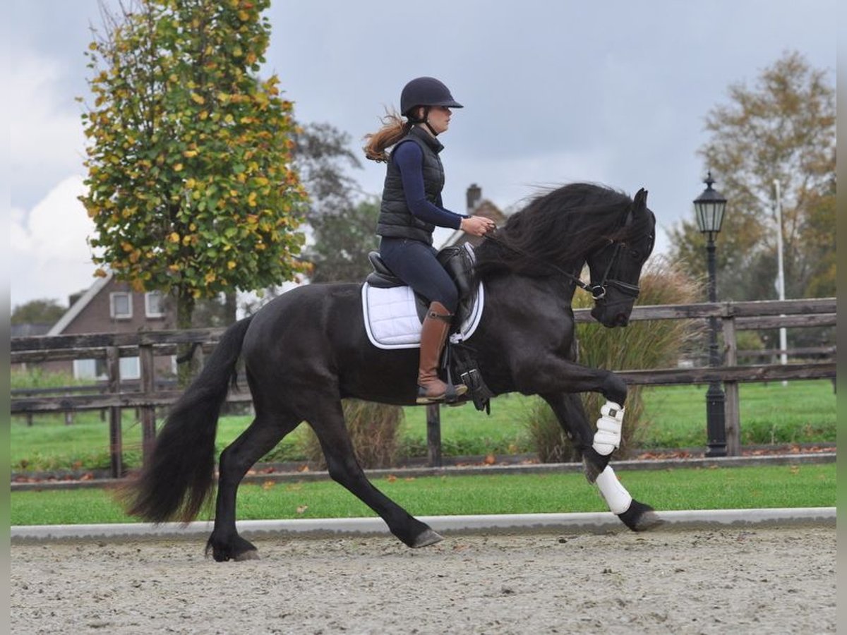 Frison Hongre 4 Ans 155 cm Noir in Lunteren