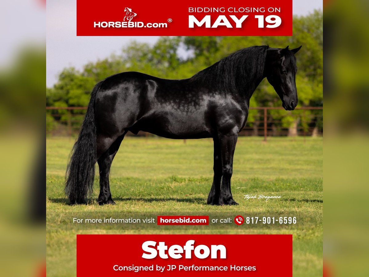 Frison Croisé Hongre 4 Ans 155 cm Noir in Weatherford, TX