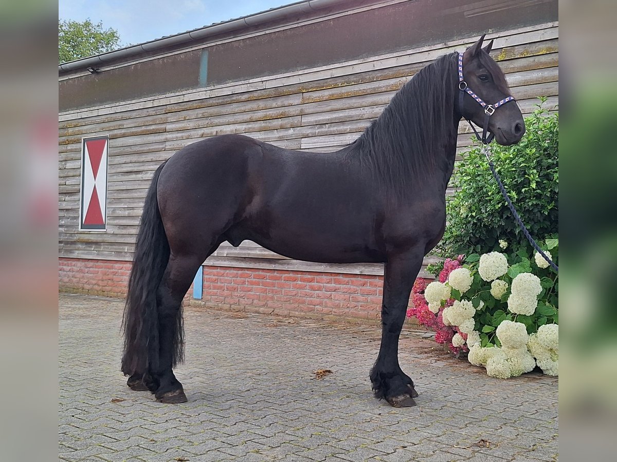 Frison Hongre 4 Ans 158 cm Noir in Dalen