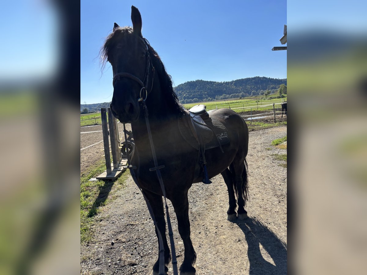 Frison Hongre 4 Ans 160 cm Noir in Wildon