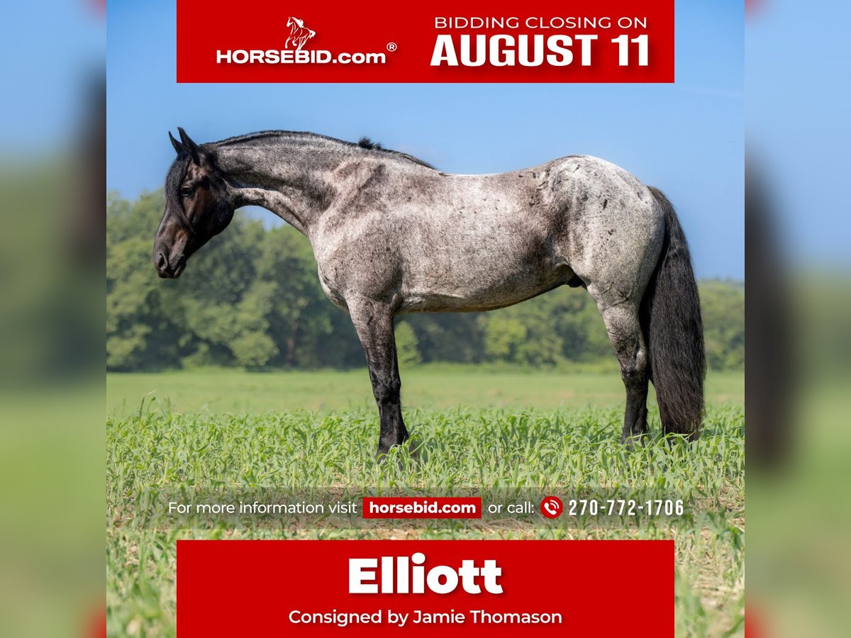 Frison Croisé Hongre 4 Ans 160 cm Rouan Bleu in Auburn, KY