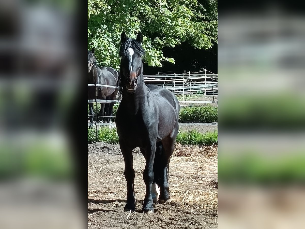Frison Hongre 4 Ans 161 cm Bai brun foncé in Braunschweig