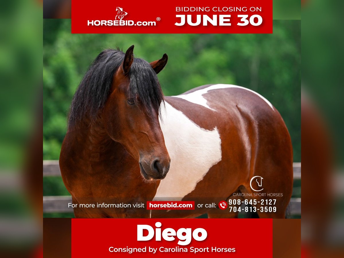 Frison Hongre 4 Ans 163 cm in Clover, SC