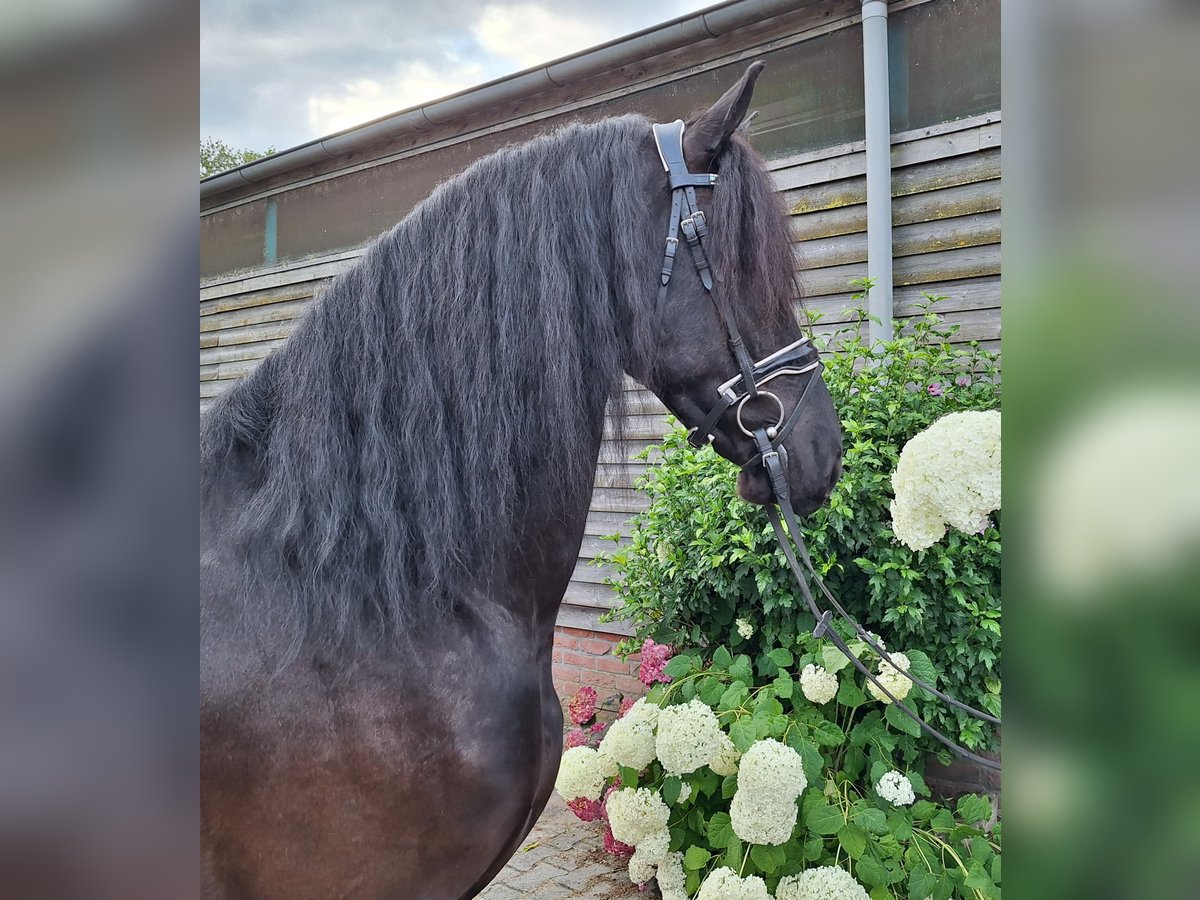 Frison Hongre 4 Ans 165 cm Noir in Dalen