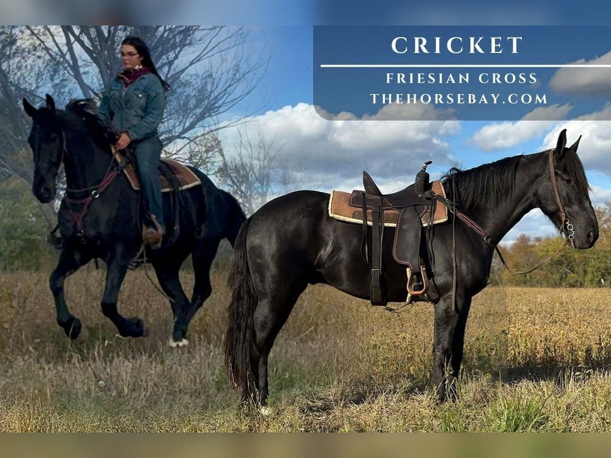 Frison Croisé Hongre 4 Ans 165 cm Noir in Sheldon, MO