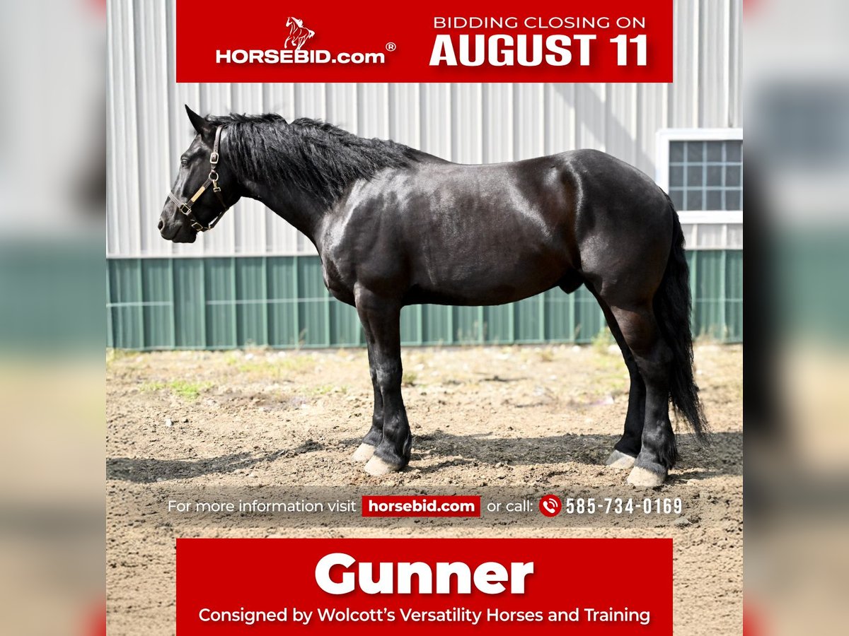 Frison Hongre 4 Ans 168 cm Noir in Warsaw, NY