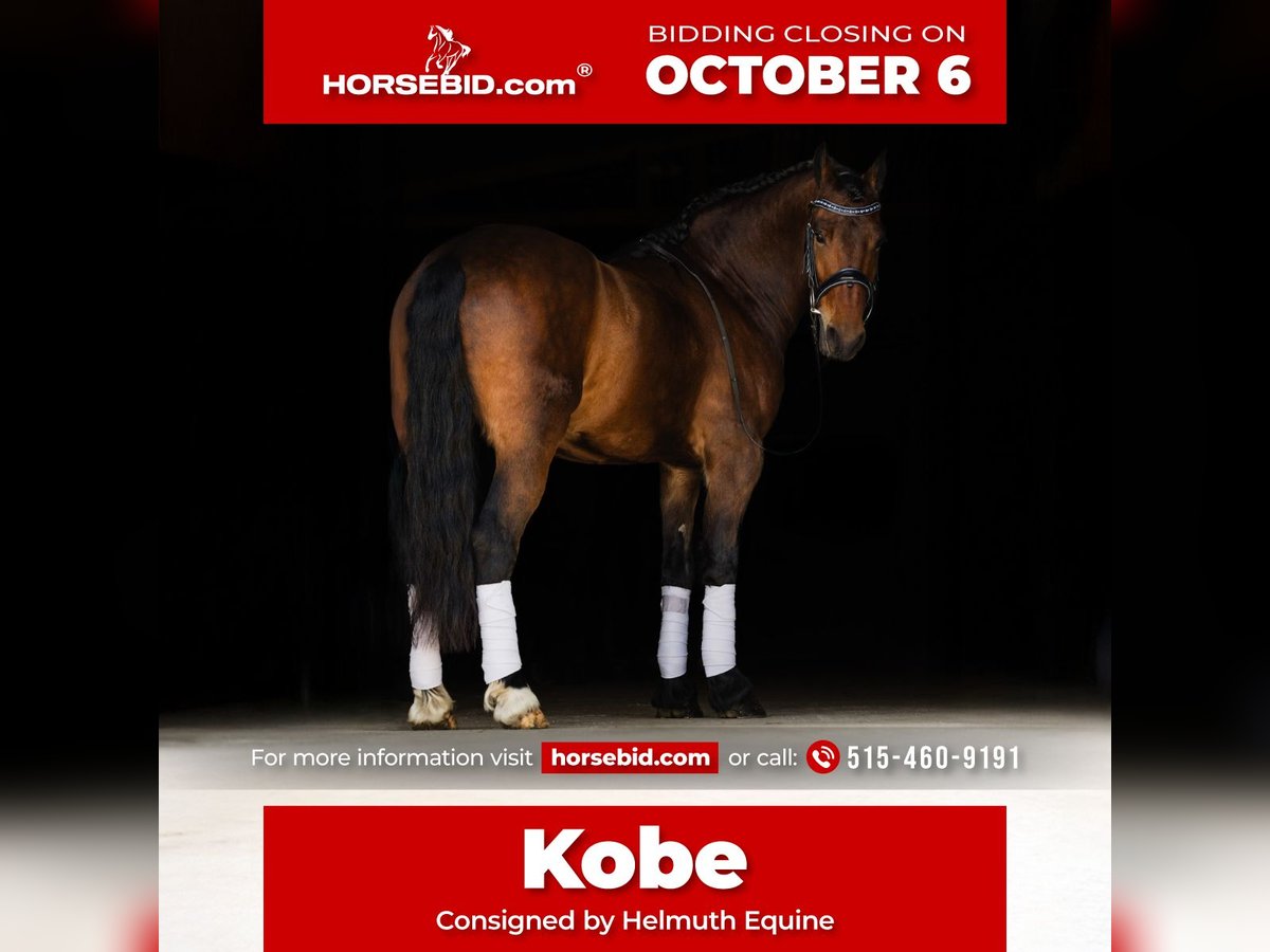Frison Hongre 5 Ans 150 cm Bai cerise in Ames
