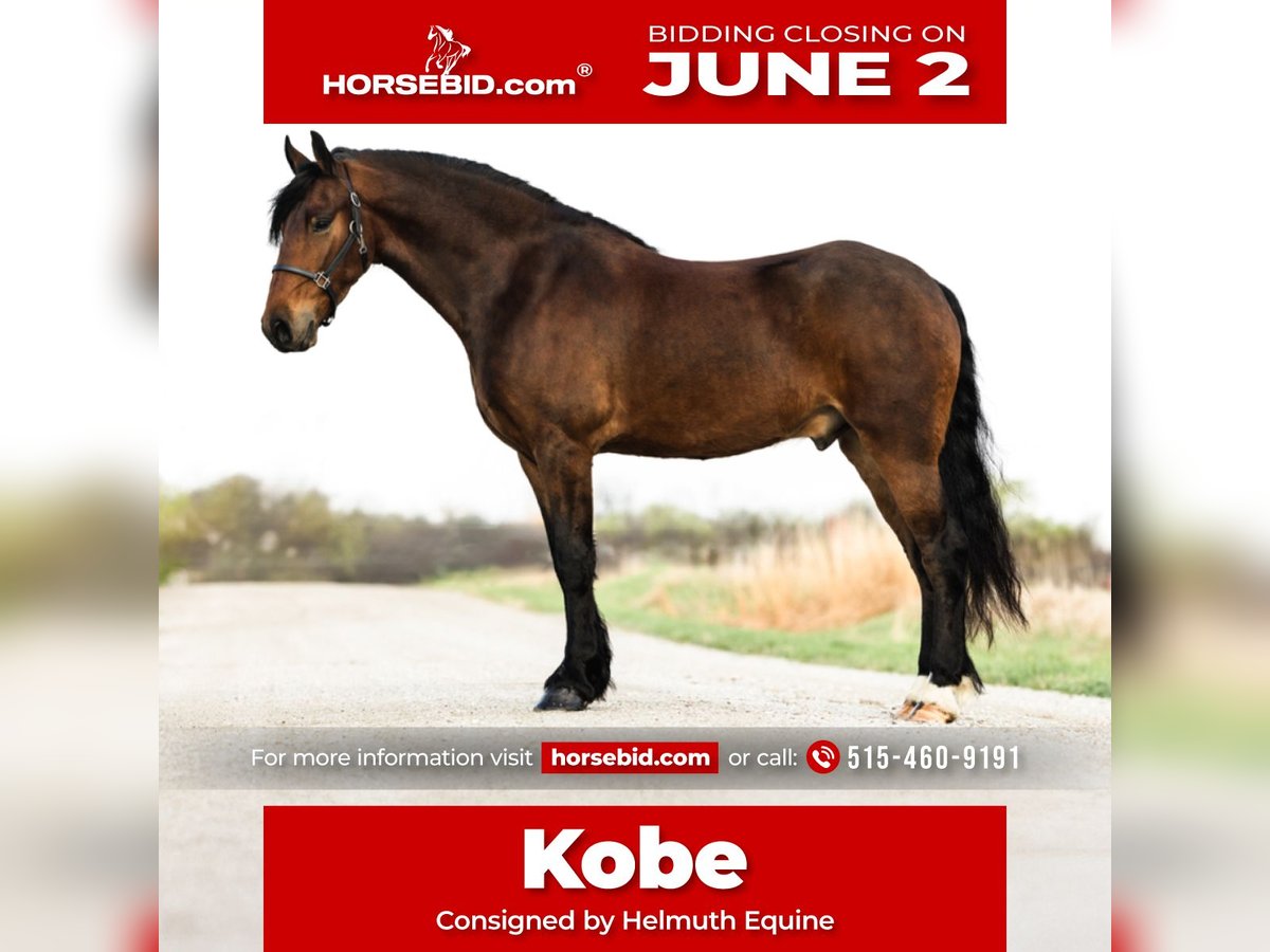 Frison Hongre 5 Ans 150 cm Bai cerise in Ames, IA