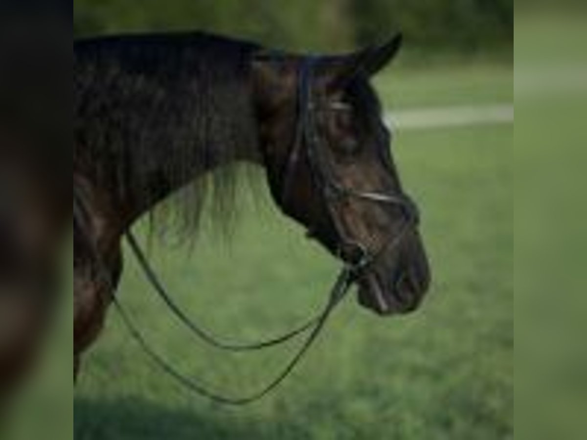 Frison Hongre 5 Ans 152 cm Noir in Massachusetts