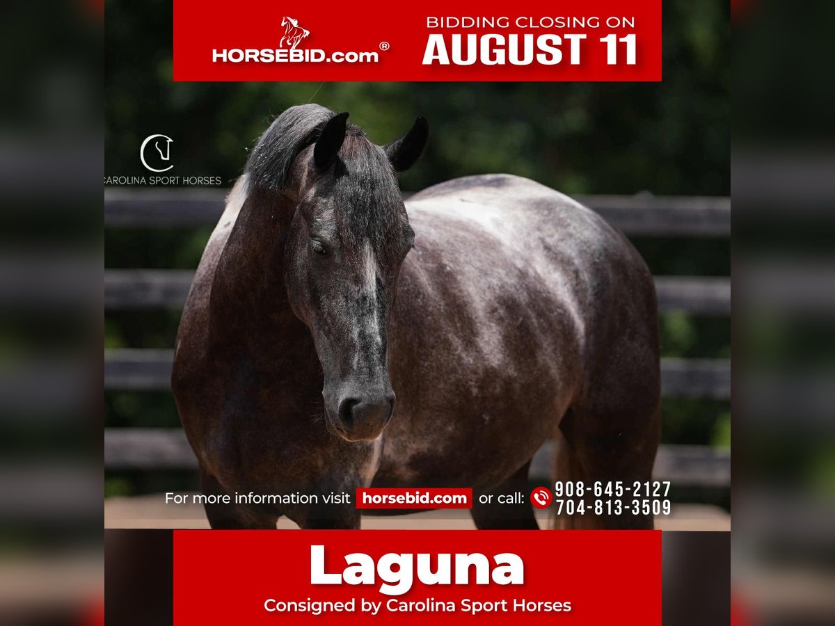 Frison Hongre 5 Ans 155 cm in Clover, SC