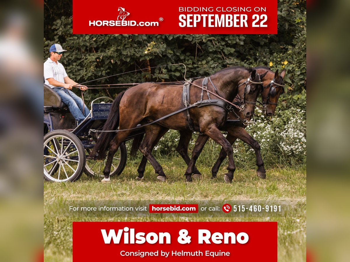 Frison Croisé Hongre 5 Ans 160 cm Bai cerise in Ames