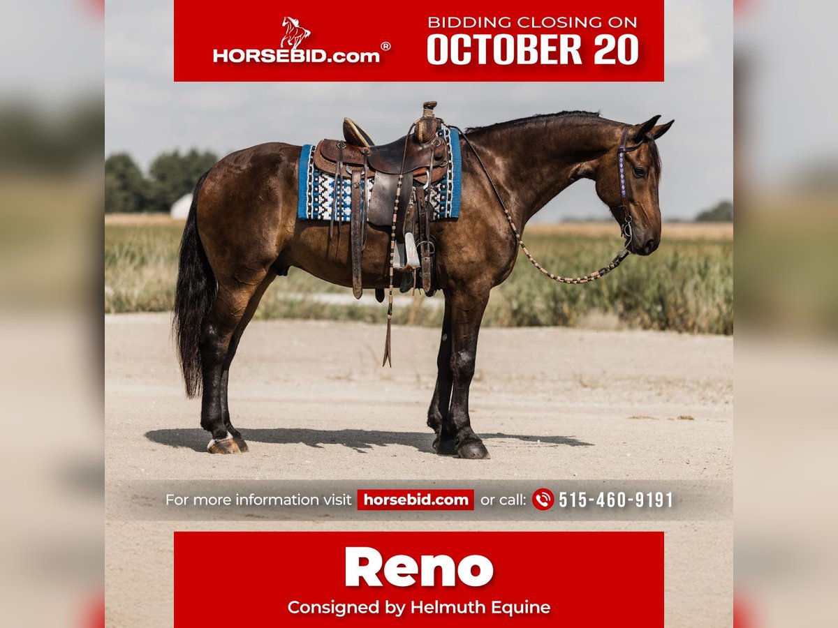 Frison Hongre 5 Ans 163 cm Bai cerise in Ames