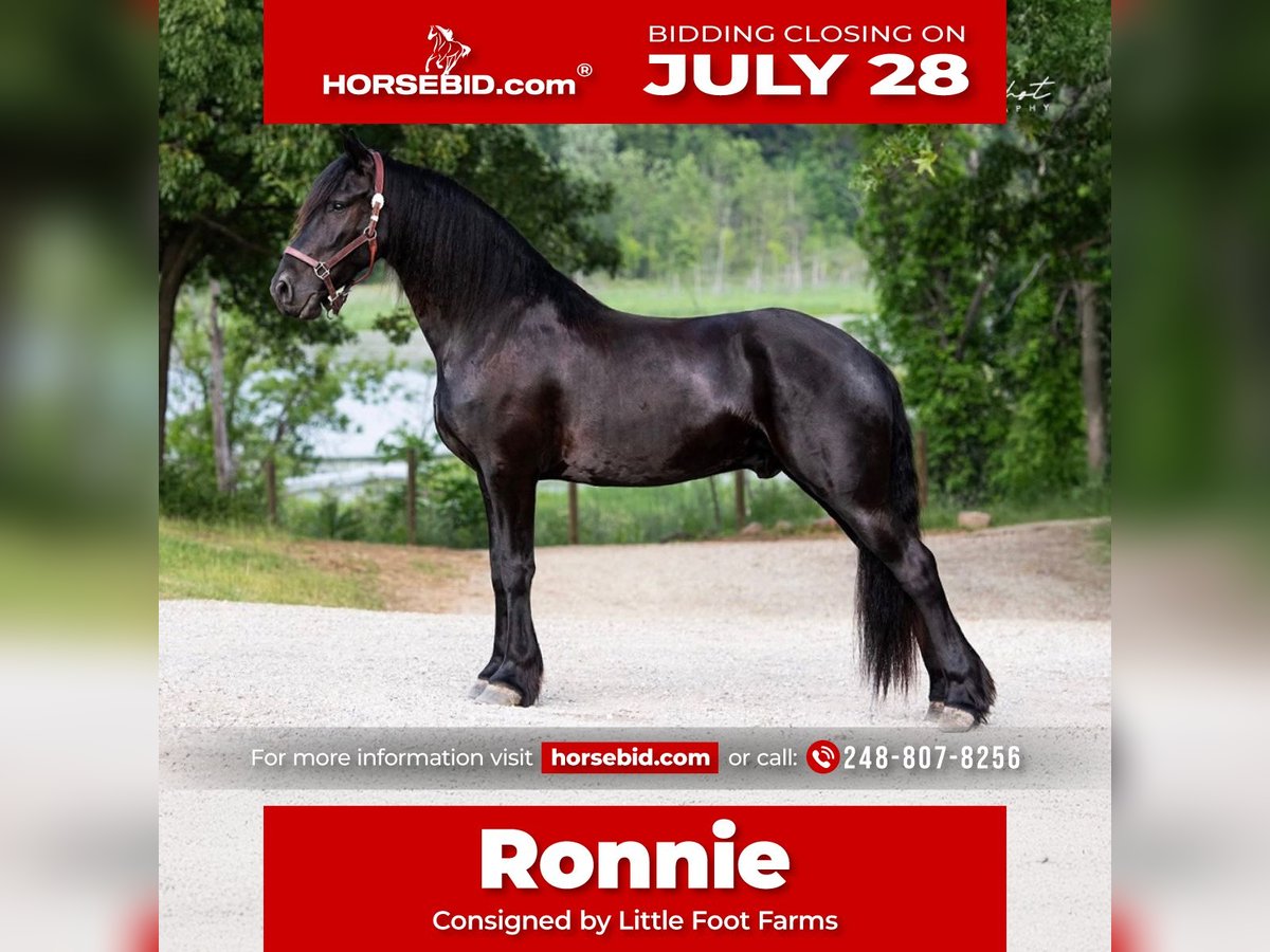 Frison Hongre 5 Ans 165 cm Noir in Holly