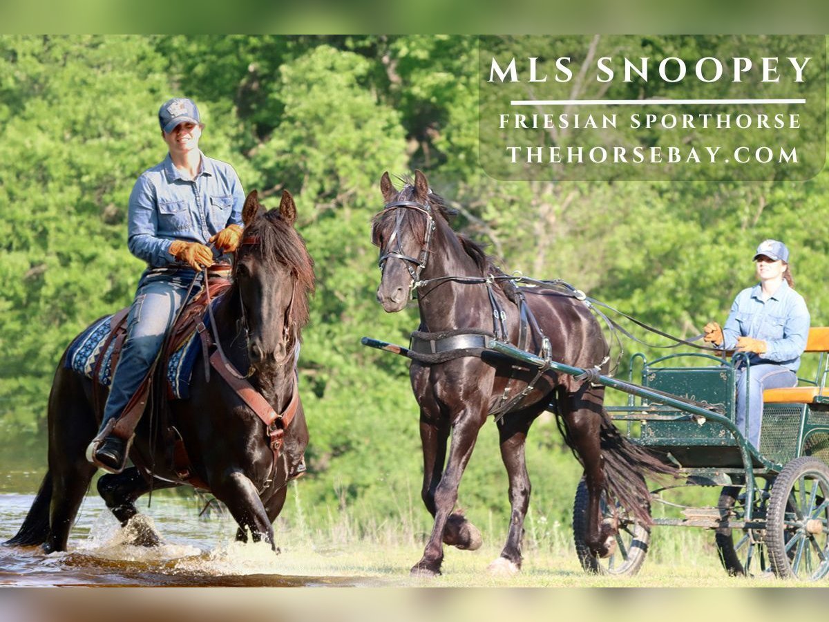 Frison Hongre 5 Ans 165 cm Noir in Hesperia, MI