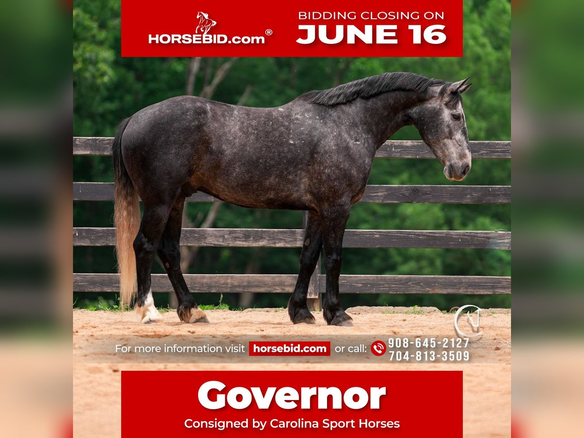Frison Croisé Hongre 5 Ans 170 cm Gris in Clover, SC