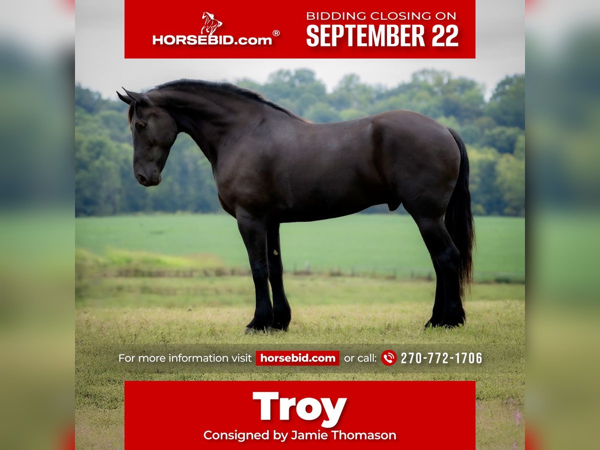 Frison Hongre 5 Ans 175 cm Noir in Auburn