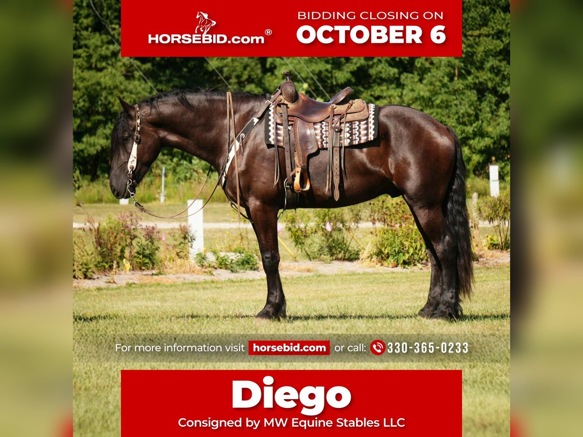 Frison Croisé Hongre 5 Ans 178 cm Noir in Fresno