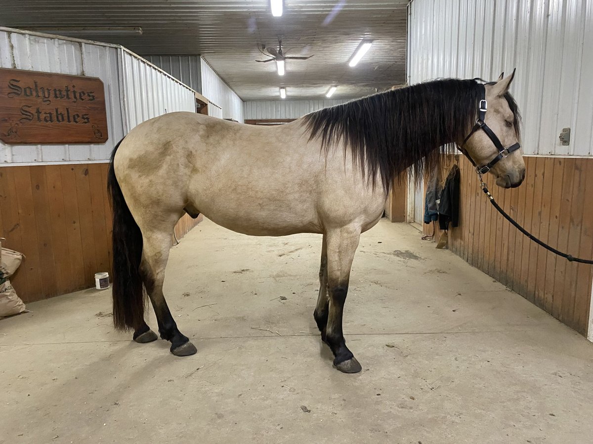 Frison Croisé Hongre 6 Ans 152 cm Buckskin in Good Thunder