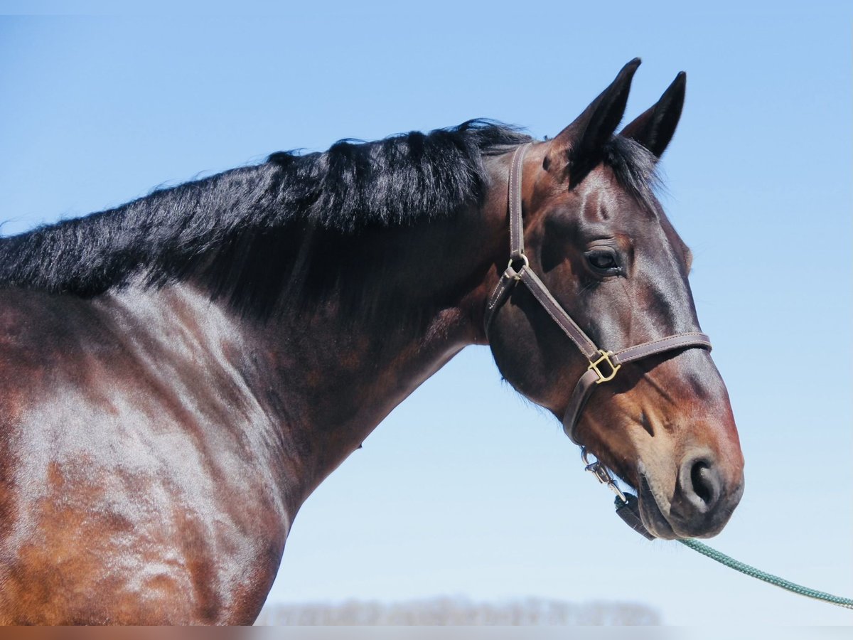 Frison Croisé Hongre 6 Ans 160 cm Bai cerise in Cambridge, IA