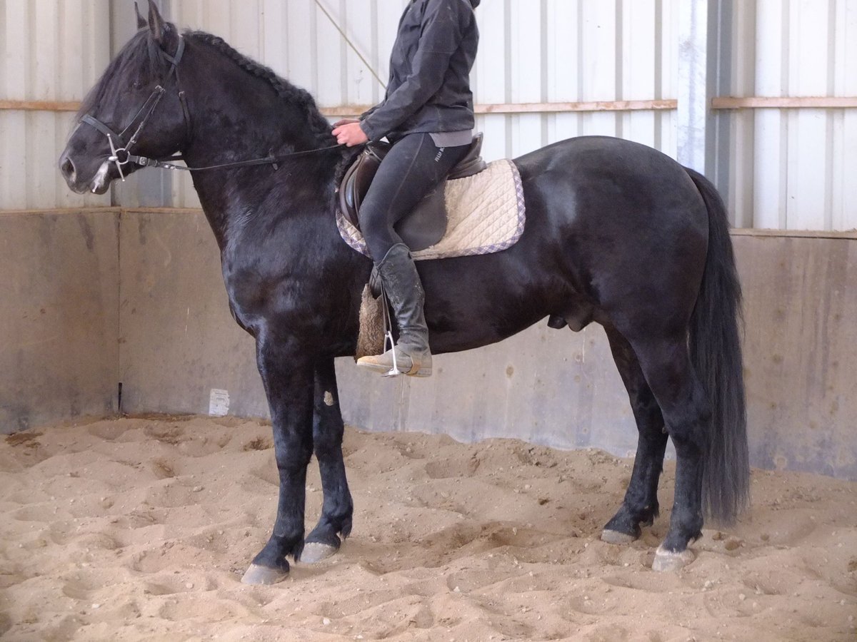 Frison Croisé Hongre 6 Ans 160 cm Noir in Buttstädt