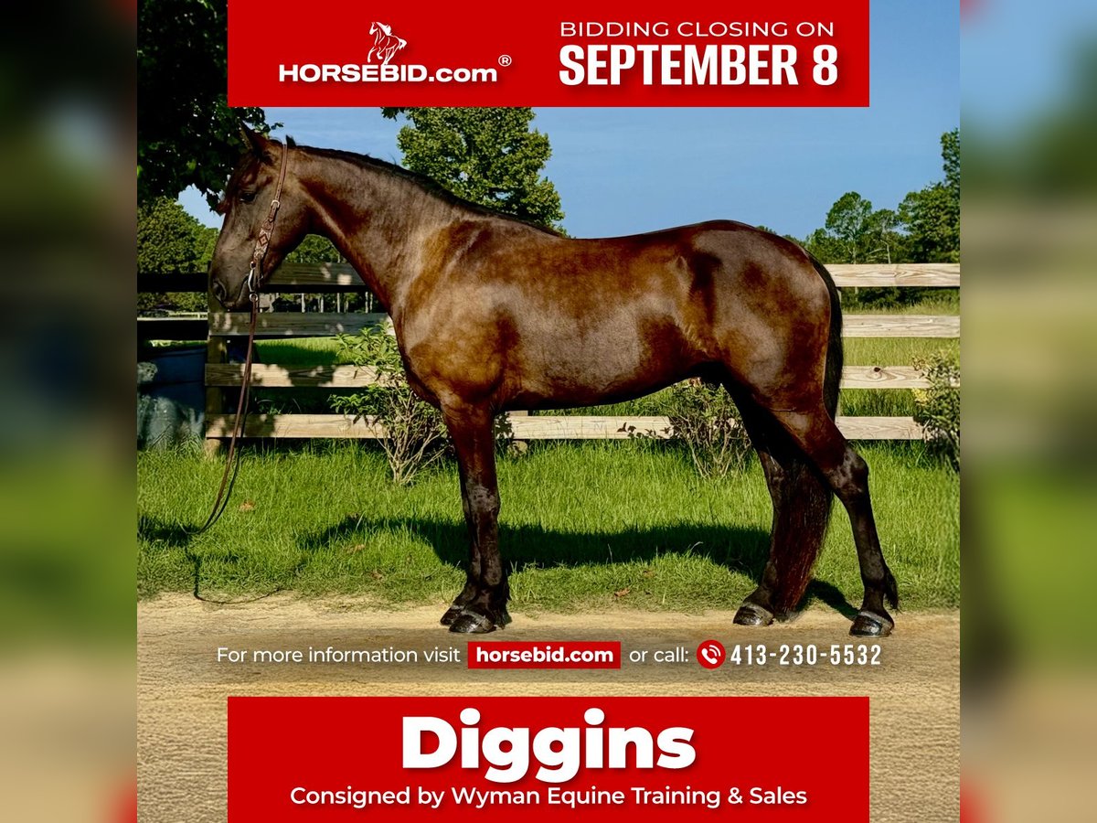 Frison Hongre 6 Ans 163 cm Noir in Johnston