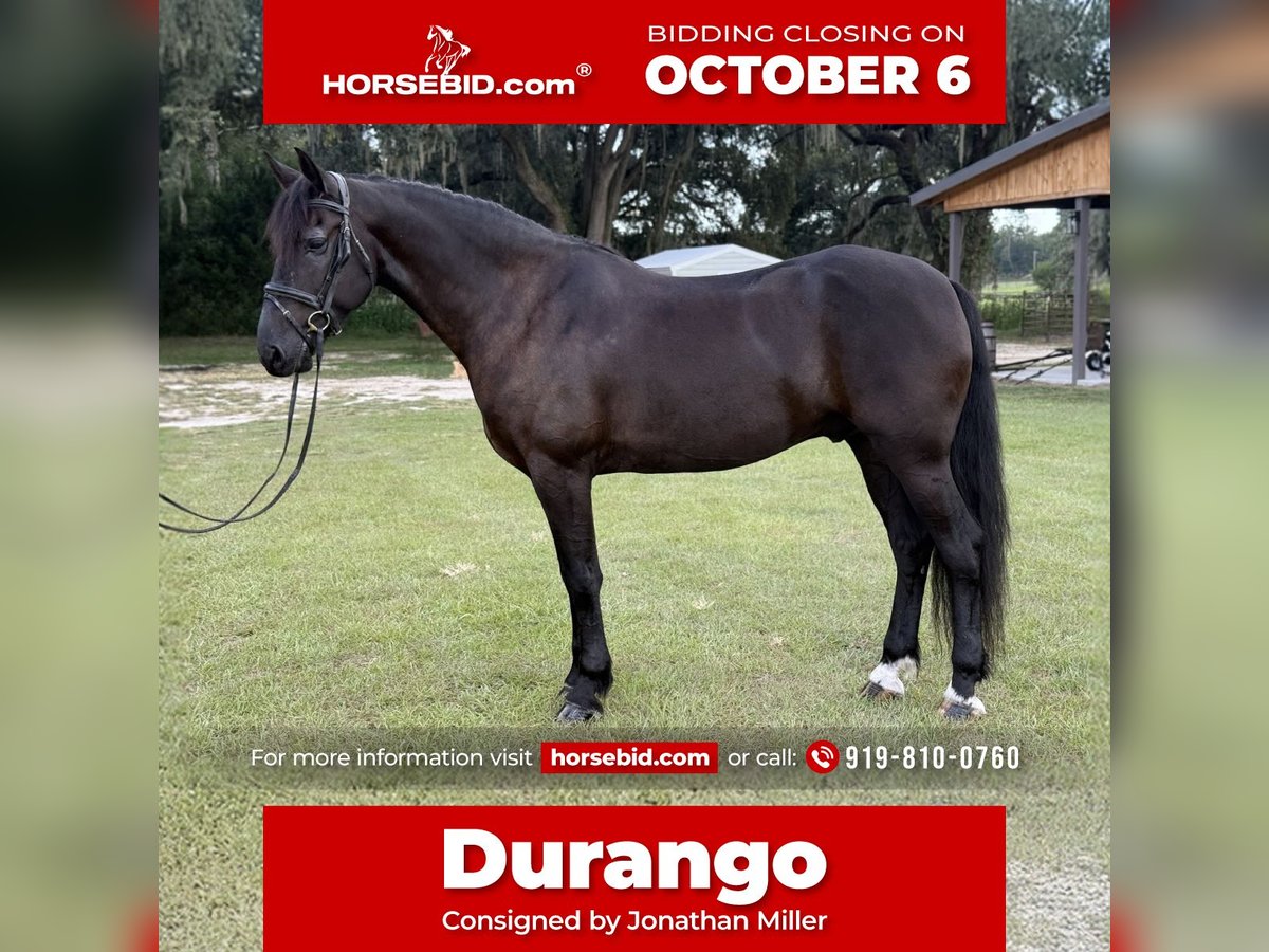 Frison Croisé Hongre 6 Ans 163 cm Noir in Ocala, FL