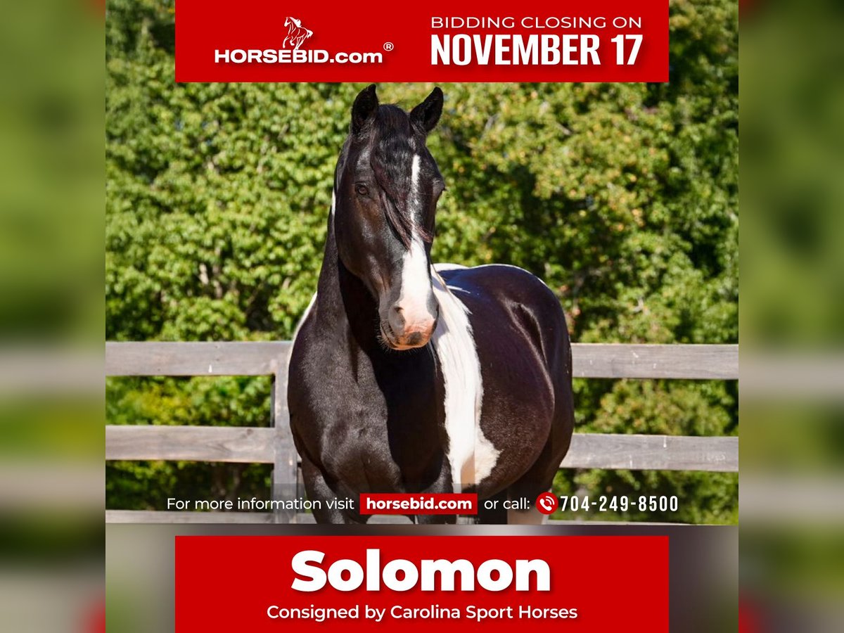 Frison Croisé Hongre 6 Ans Pinto in Clover