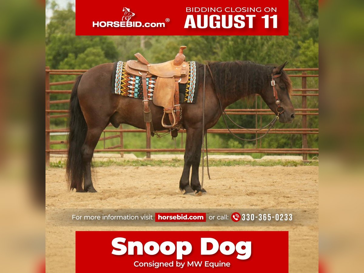 Frison Croisé Hongre 7 Ans 140 cm in Fresno, OH