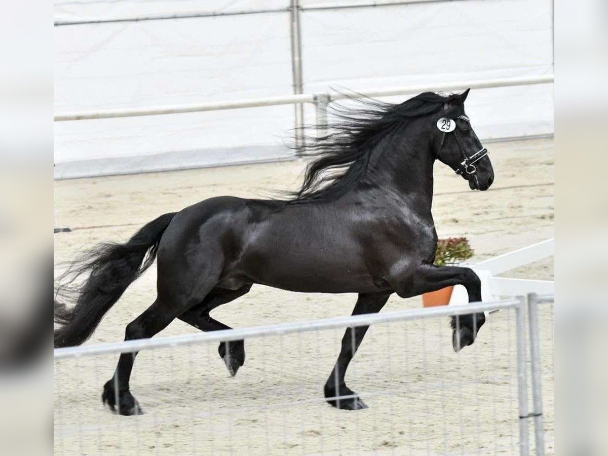 Frison Hongre 7 Ans 163 cm Noir in London